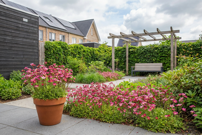 Moos-Steinbrech (Saxifraga (A) 'Blütenteppich')