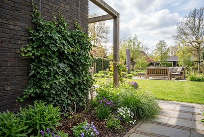 Klimop Hedera h. Ivalace - Klimplanten