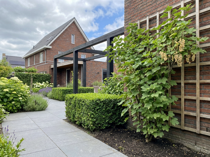 Klimplant Ribes rubrum White Pearl (witte aalbes) - Klimplanten