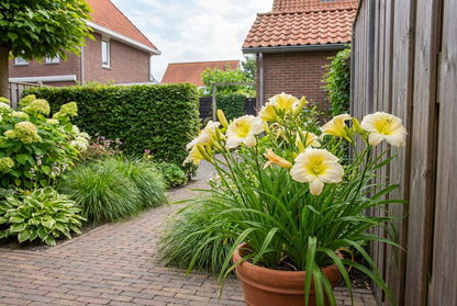 Daglelie (Hemerocallis 'Arctic Snow') - Tuinplanten