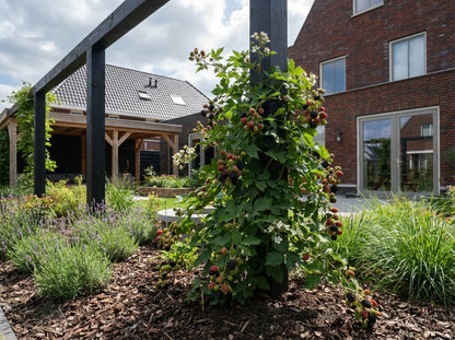 Klimplant Rubus Thornless Evergreen (doornloze braam) - Klimplanten
