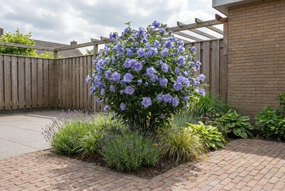Altheastruik (Hibiscus syriacus Blue Chiffon) - Hibiscus