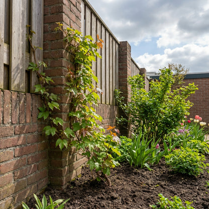 Klimplant Parthenocissus tr. Veitchii (wilde wingerd) - Klimplanten