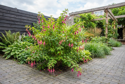 Fuchsie (Fuchsia 'Riccartonii')