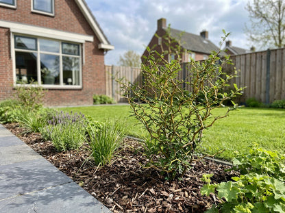 Honigbaum (Sophora prostata 'Little Baby')