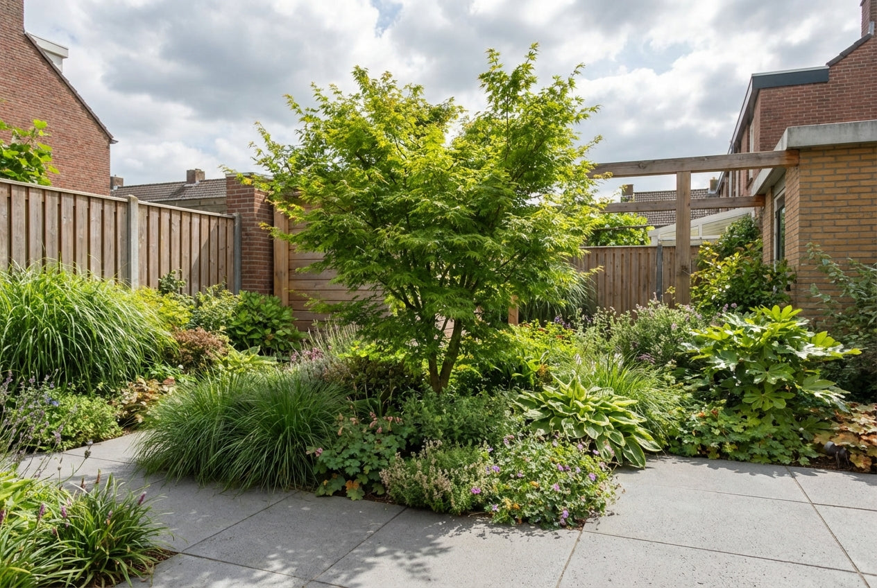 Japanse Esdoorn (Acer palmatum 'Seiryu') - Japanse Esdoorn