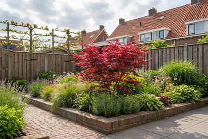 Japanse Esdoorn (Acer palmatum 'Skeeters Broom') - Japanse Esdoorn