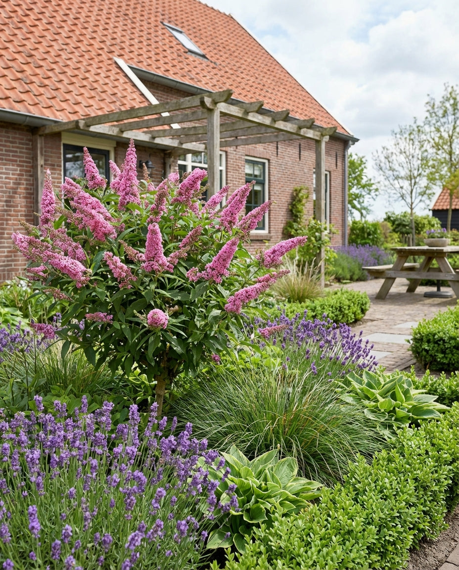 Vlinderstruik (Buddleja davidii Butterfly Candy® Little Pink) - Vlinderstruik