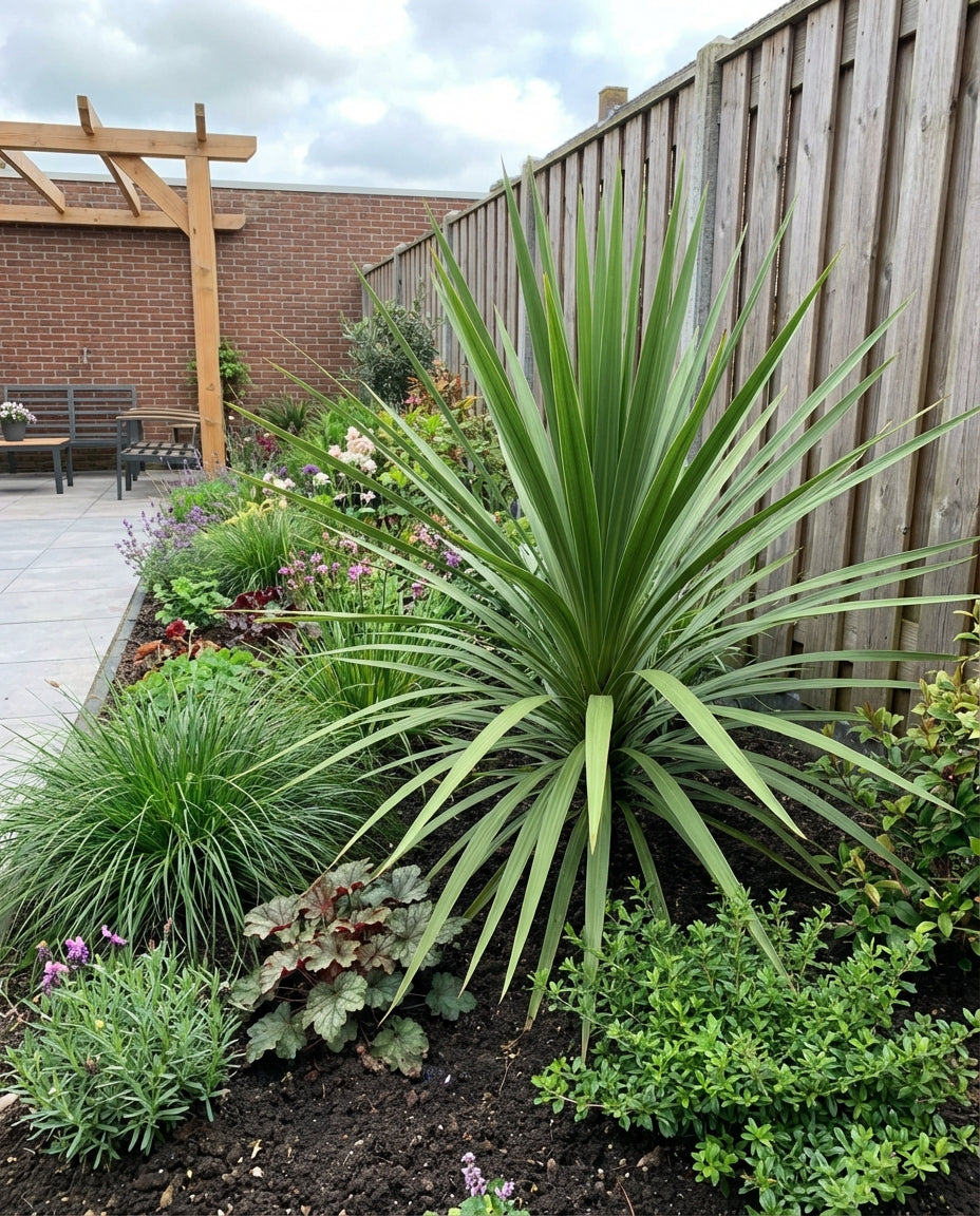 Cordyline (Cordyline australis 'Atlantic Green') - Exotische planten