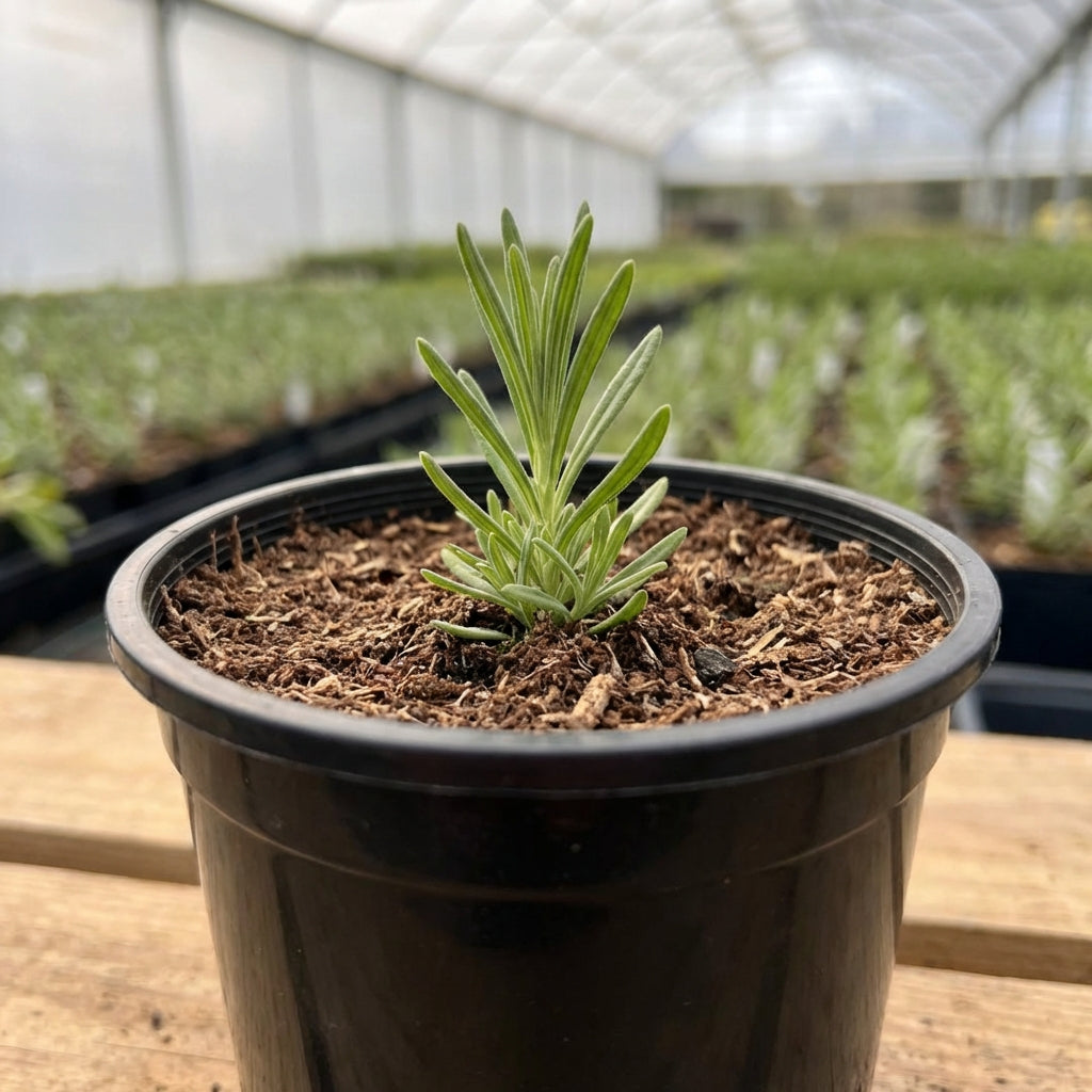 Kweekpot zwart – Ø9cm, hoogte 7cm - Kweekbenodigdheden