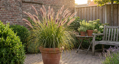 Lampepoetsersgras (Pen. alopecuroides 'Virid. Back Beauty') - Tuinplanten