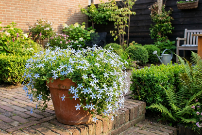 Isotoma (Isotoma fluviatilis) - Tuinplanten