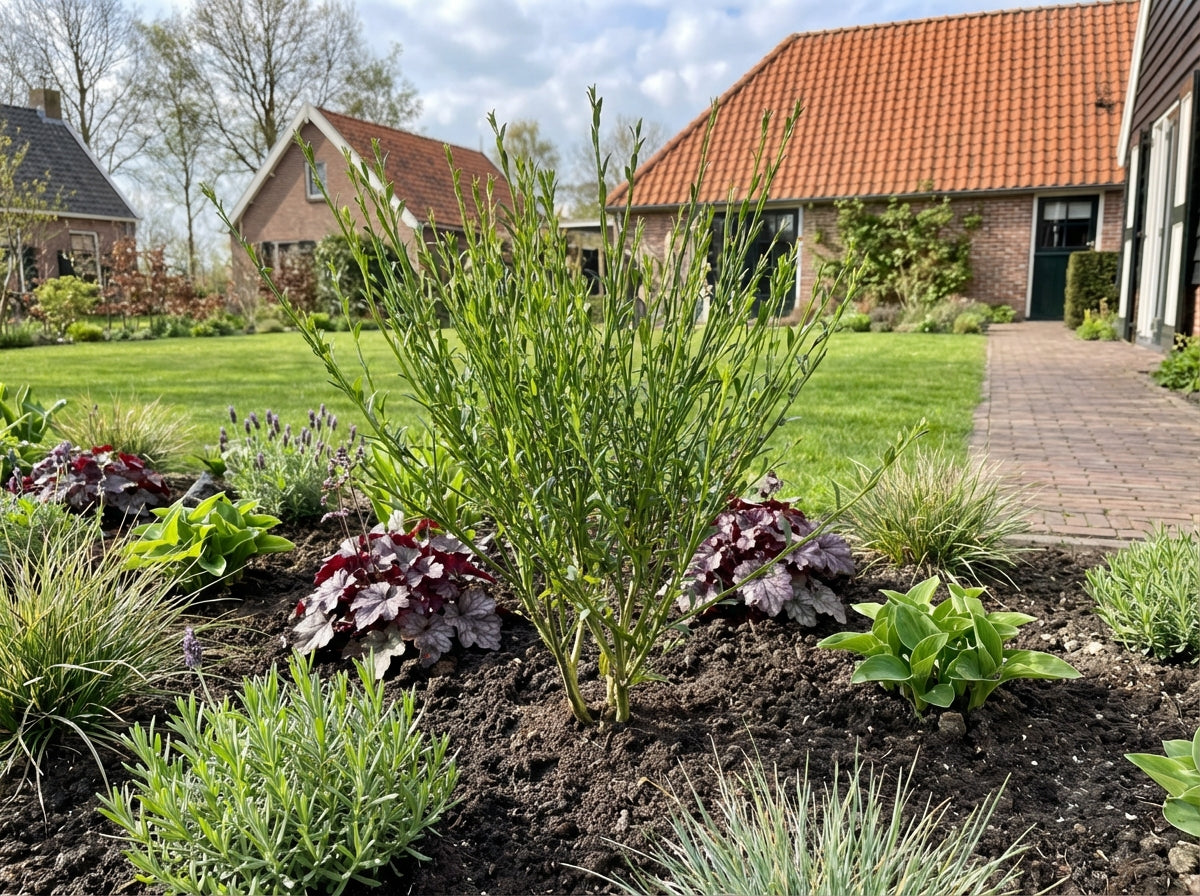 Brem (Cytisus praecox 'Boskoop Ruby') - Heesters