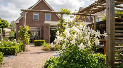 Akelei (Aquilegia 'Kristall') - Tuinplanten