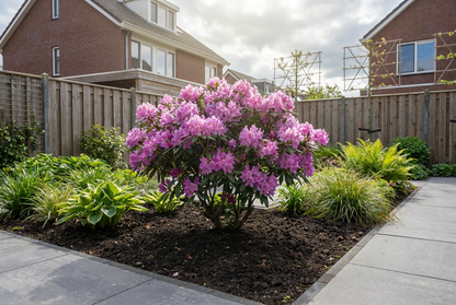 Rhododendron (Rhododendron (AJ) 'Geisha Purple' ) - Rhododendron