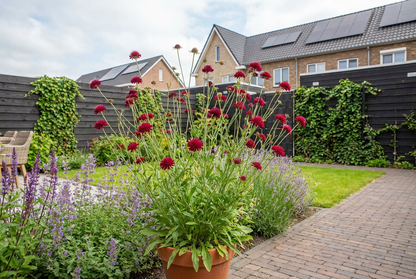 Beemdkroon (Knautia macedonica) - Tuinplanten