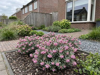 Lavendelheide (Andromeda polifolia 'Compacta') - Heesters