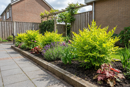 Himmlischer Bambus (Nandina domestica Lemon &amp; Lime)