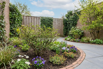 Honingboom (Sophora prostata ‘Little Baby’) - Heesters