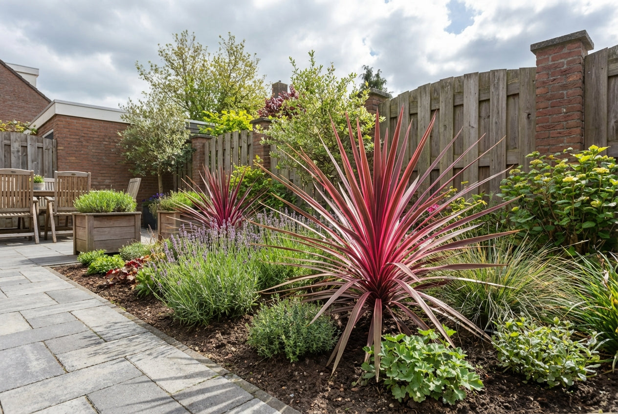 Cordyline (Cordyline australis Charlie Boy) - Exotische planten