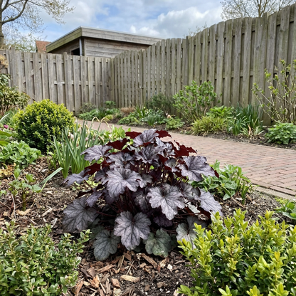 Korallenglöckchen (Heuchera 'Black Pearl')