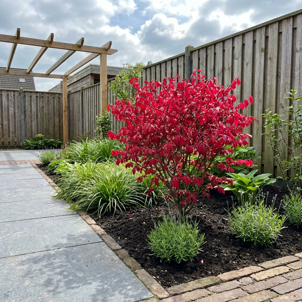Kardinaalsmuts (Euonymus alatus ‘Compactus’) - Heesters