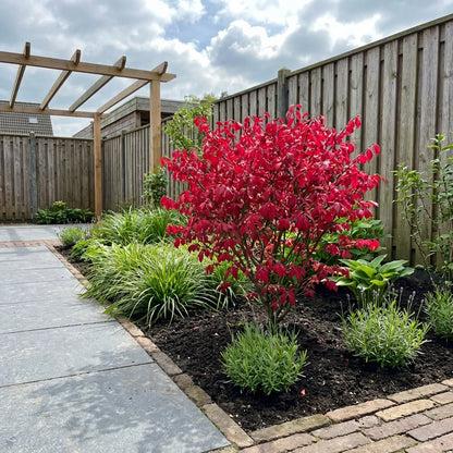 Kardinaalsmuts (Euonymus alatus ‘Compactus’) - Heesters