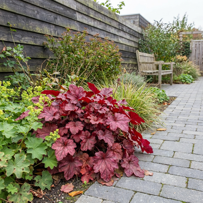 Purpurglöckchen (Heuchera 'Fire Chief')