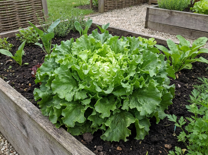 Andijvie Breedblad Volhart Winter - Zaden