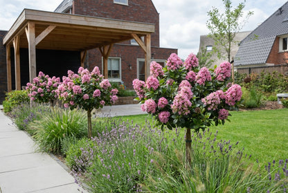 Escallania (Escallonia laevis Pink Elle) - Heesters