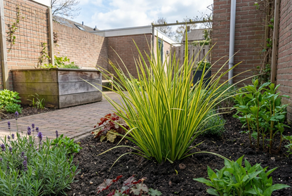 Bonte Kalmoes (Acorus 'Ogon) - Bonte Kalmoes