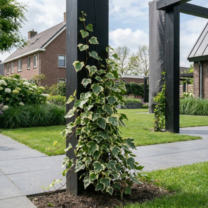 Klimop Hedera Gloire de Marengo - Klimplanten