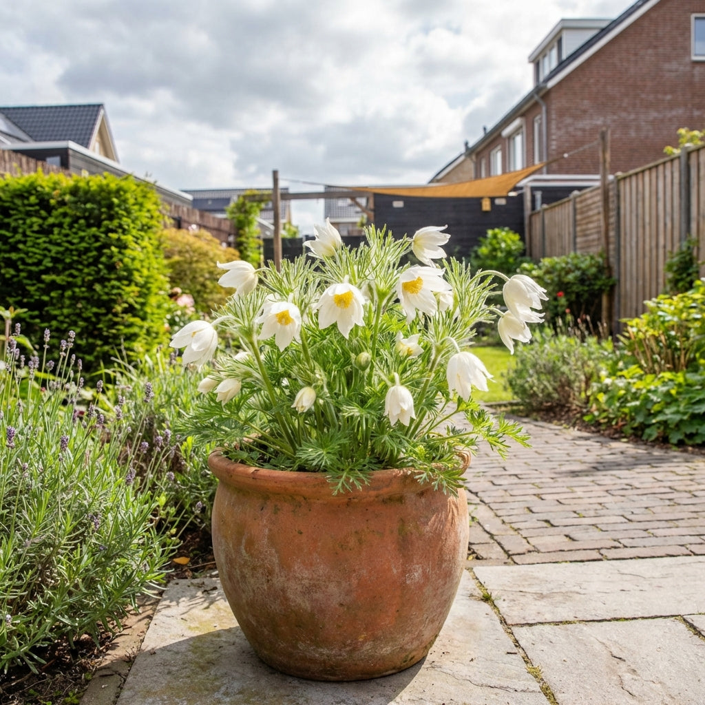 Wildemanskruid (Pulsatilla vulgaris 'Alba') - Tuinplanten
