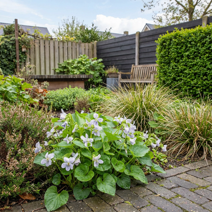 Viooltje (Viola sororia 'Freckles') - Tuinplanten