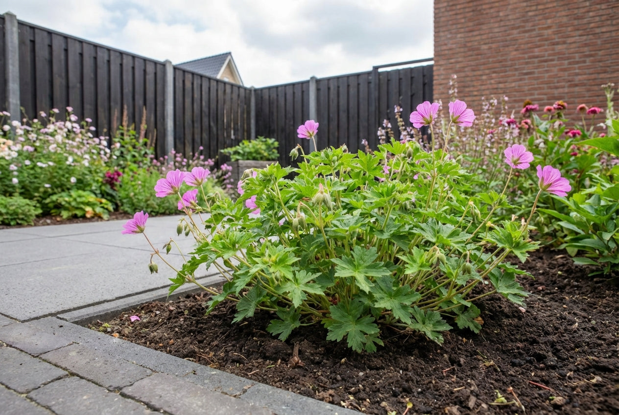 Storchschnabel (Geranium 'Pink Penny')