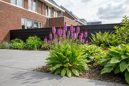 Orchideeprimula (Primula vialii) - Tuinplanten