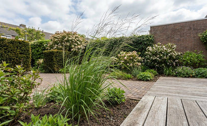 Pijpestrootje (Molinia 'Transparant') - Pijpestrootje