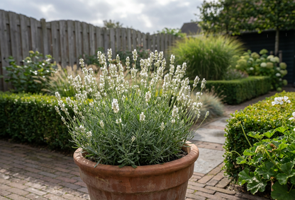 Lavendel (Lavandula angustifolia 'Edelweiß')