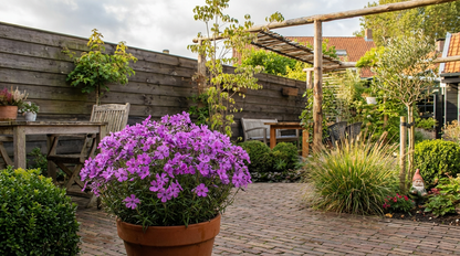 Kriechender Phlox (Phlox (S) 'Purple Beauty')