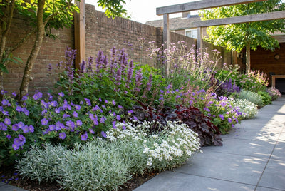 Beet-Paket mit sehr langblühenden Pflanzen (3,5 m2)