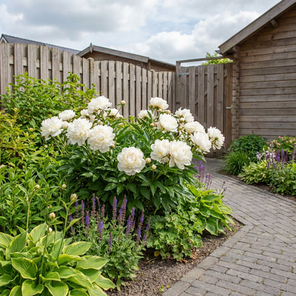 Pioenroos (Paeonia (L) 'Duchesse de Nemours') - Tuinplanten