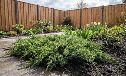 Jeneverbes (Juniperus procumbens ‘Nana’) - Coniferen