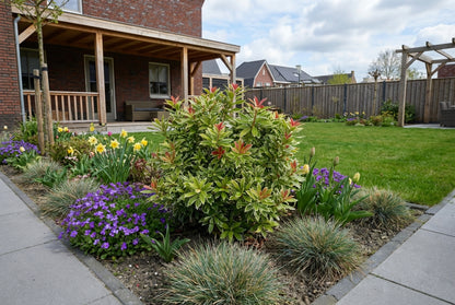 Rock Heather (Pieris jap. Little Goldy)
