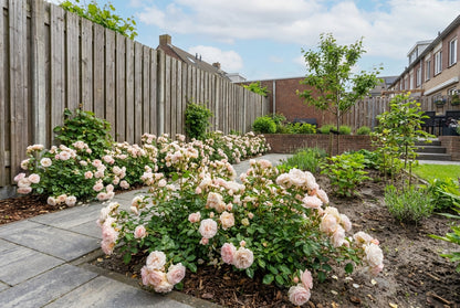 Bodembedekende roos (Rosa Sweet Romanza ®) - Rozen