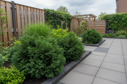 Dwergcypres (Chamaecyparis obt. ‘Nana Gracilis’) - Coniferen