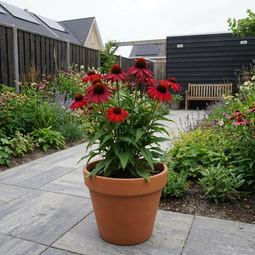Zonnehoed (Echinacea 'Lokota Red') - Tuinplanten