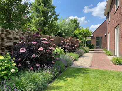 Schwarzer Holunder (Sambucus nigra Black Tower)