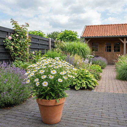 Sommeraster (Kalimeris incisa 'Madiva')