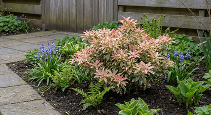 Rotsheide (Pieris jap. ‘Little Frosty’ PBR) - Heesters