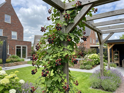 Klimplant Rubus Thornfree (doornloze braam) - Klimplanten